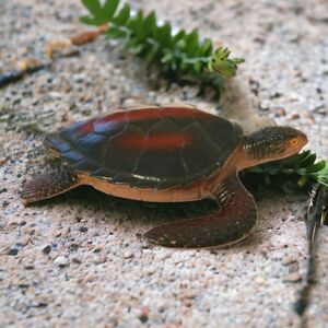 Realistic Sea Turtle Figure Diorama‎ Shadow Box Cake Topper Aquatic Plastic Toy